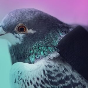 Pigeon Tracking