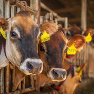 Animal Identification and Tracking